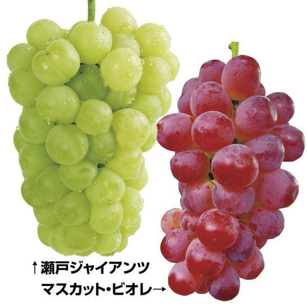 果樹苗 ブドウ 皮ごと美味ブドウセット 2種2株