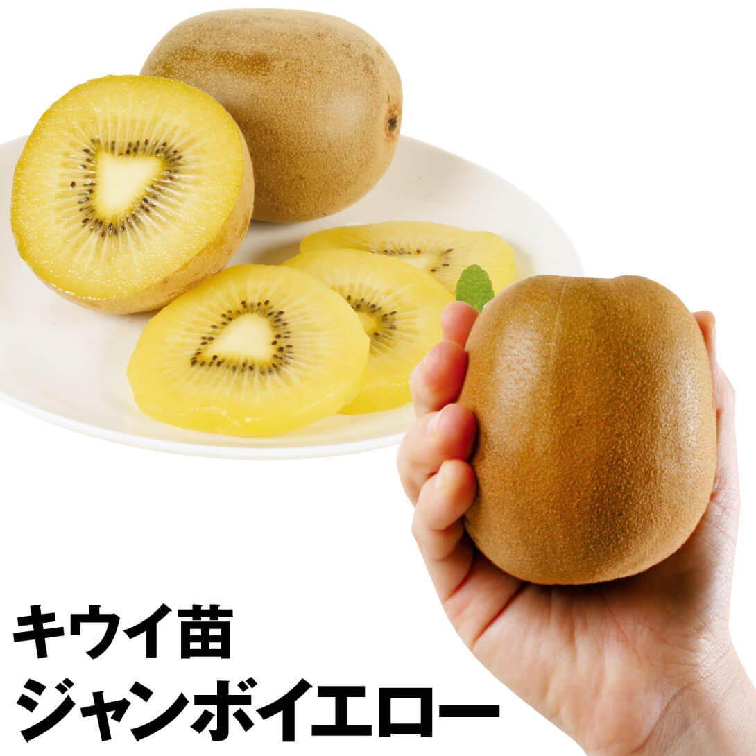 果樹苗 キウイ ジャンボイエロー
