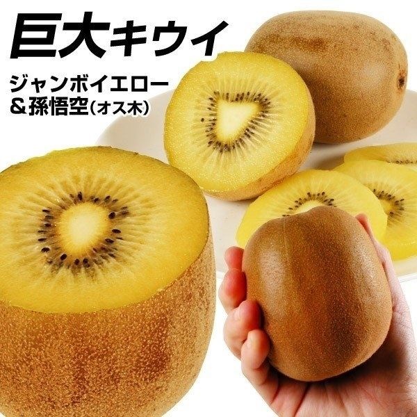 果樹苗 キウイ ジャンボイエロー＆孫悟空（黄肉用オス木） 2種2株