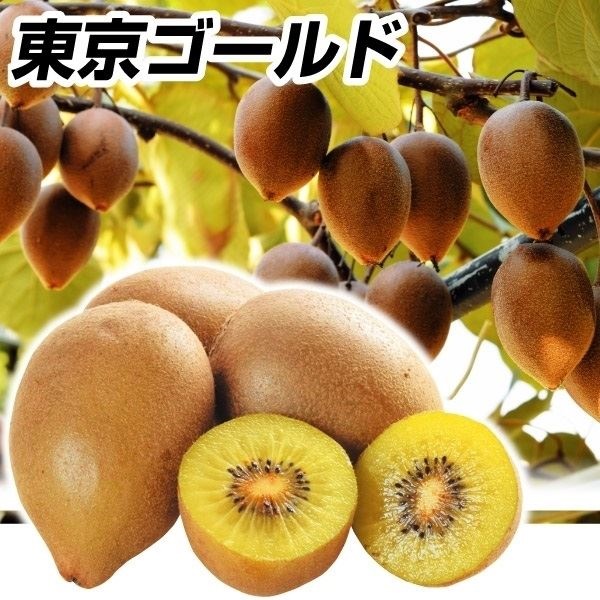 果樹苗 キウイ 東京ゴールドPVP 1株