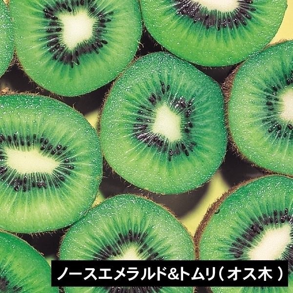 果樹苗 キウイ ノースエメラルド＆トムリ(緑肉用オス木) 2種2株