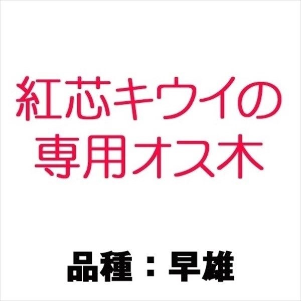 果樹苗 キウイ 早雄 紅芯キウイ用オス木 1株