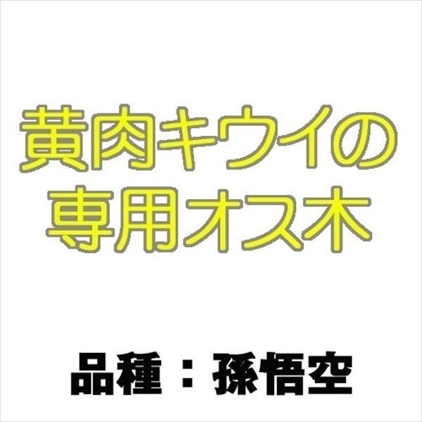 果樹苗 キウイ 孫悟空 黄肉キウイ用オス木 1株