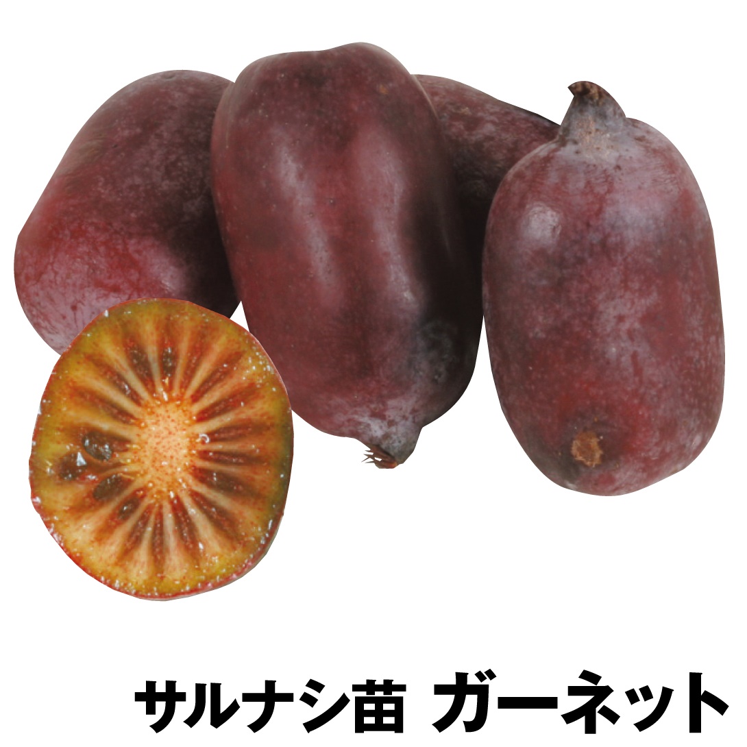 果樹苗 サルナシ ガーネット 1株