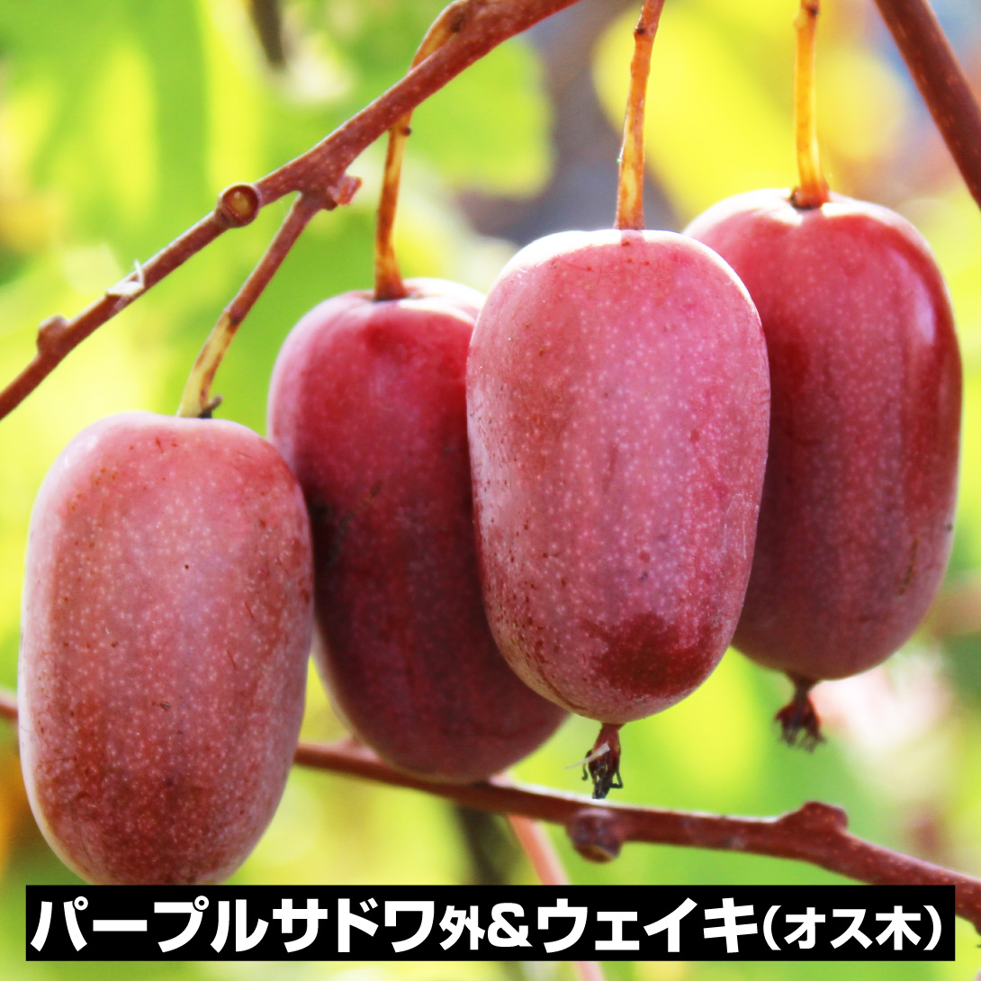 果樹苗 ミニキウイ ミニキウイ パープルサドワ＆オス木（ウェイキ） 2種2株