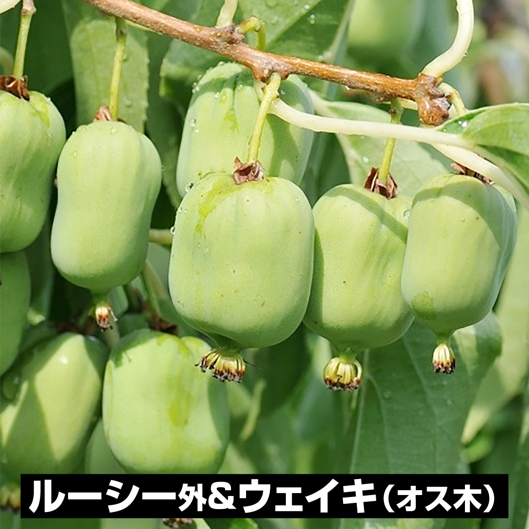 果樹苗 ミニキウイ ミニキウイ ルーシー＆オス木（ウェイキ） 2種2株