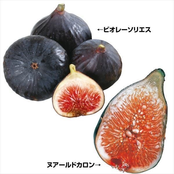 果樹苗 イチジク 絶品イチジクセット 2種2株