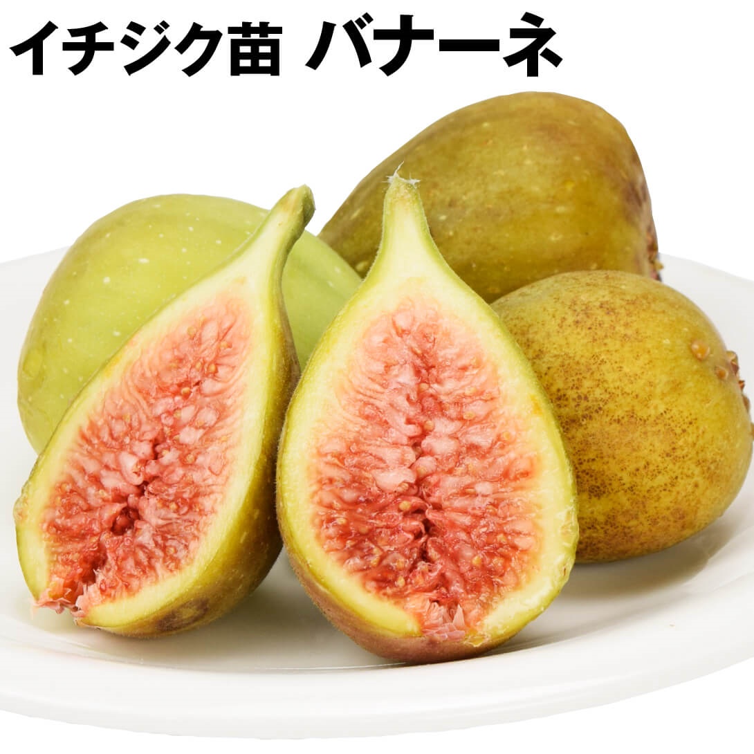 果樹苗 イチジク バナーネ 1株