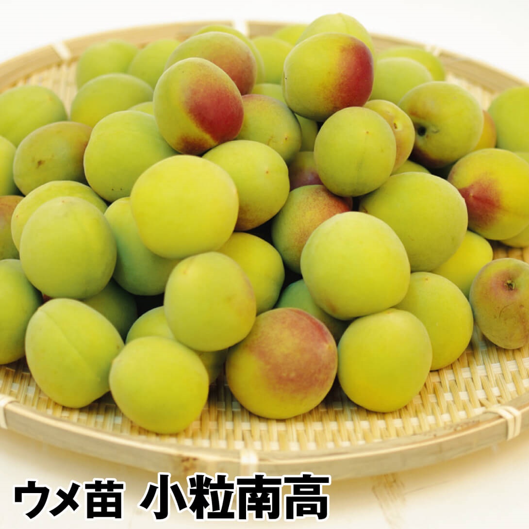 果樹苗 ウメ 小粒南高（中梅） 1株