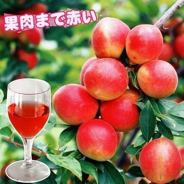 果樹苗 ウメ 露茜PVP(大梅) 1株