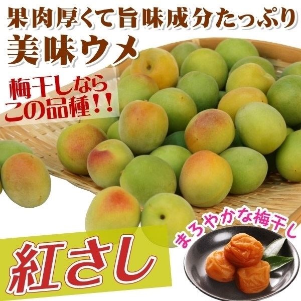果樹苗 ウメ 紅さし(大梅) 1株