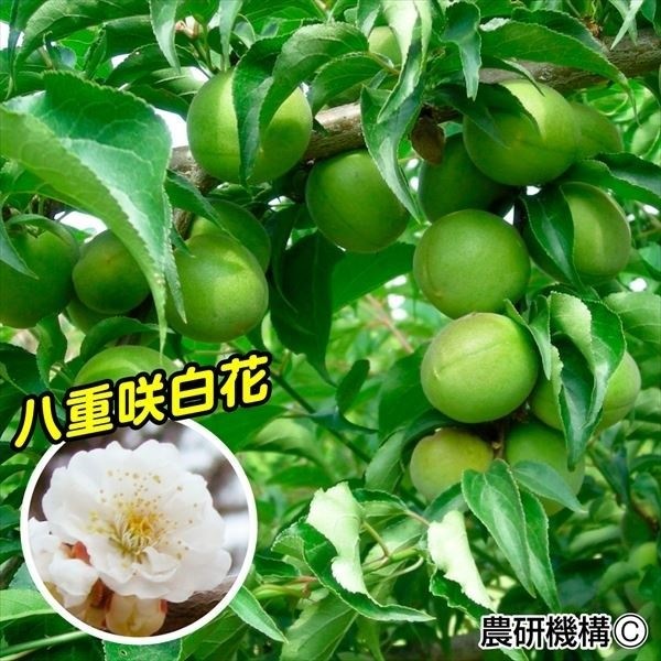 果樹苗 ウメ 麗和PVP(大梅) 1株