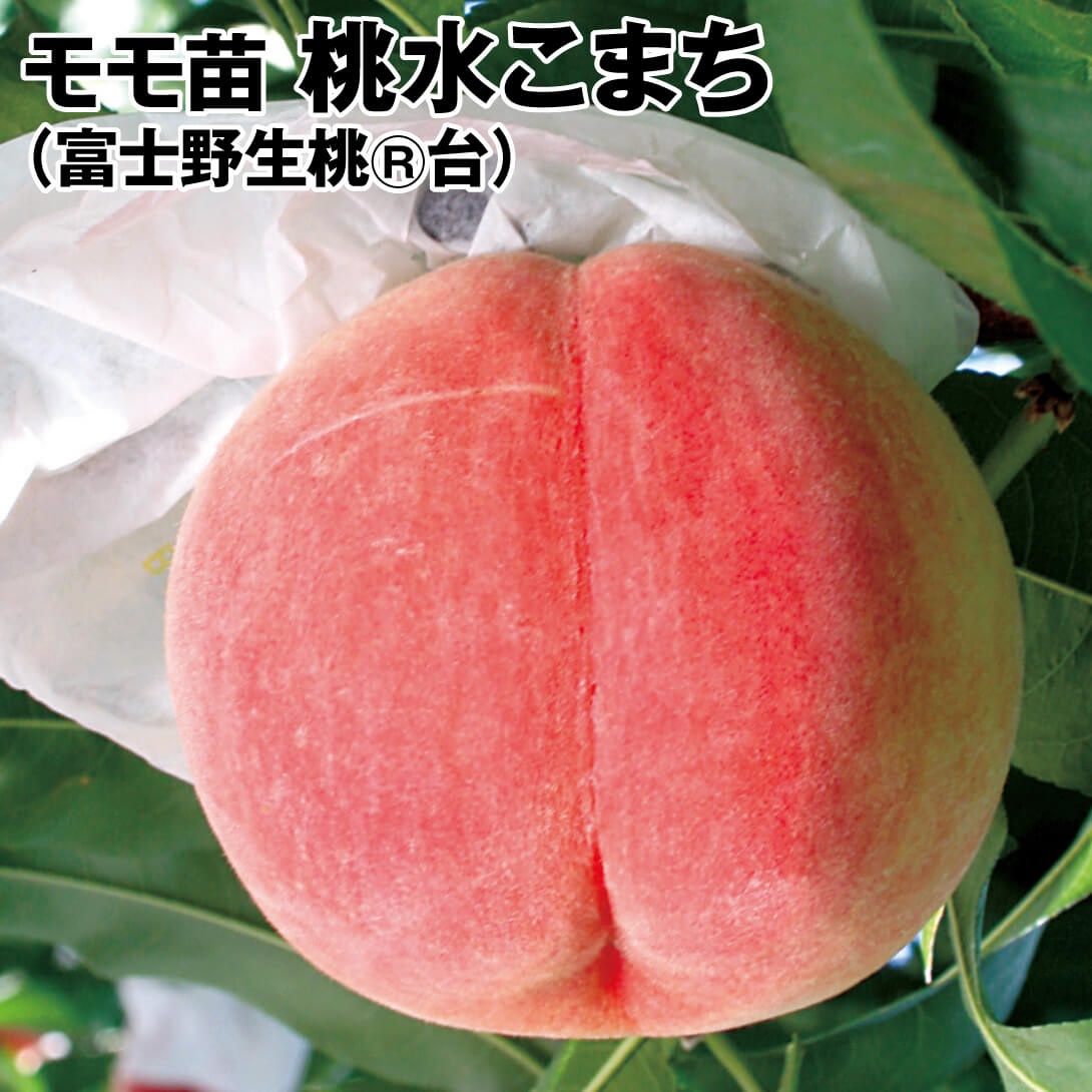 果樹苗 モモ 桃水こまち （富士野生桃R台） 1株
