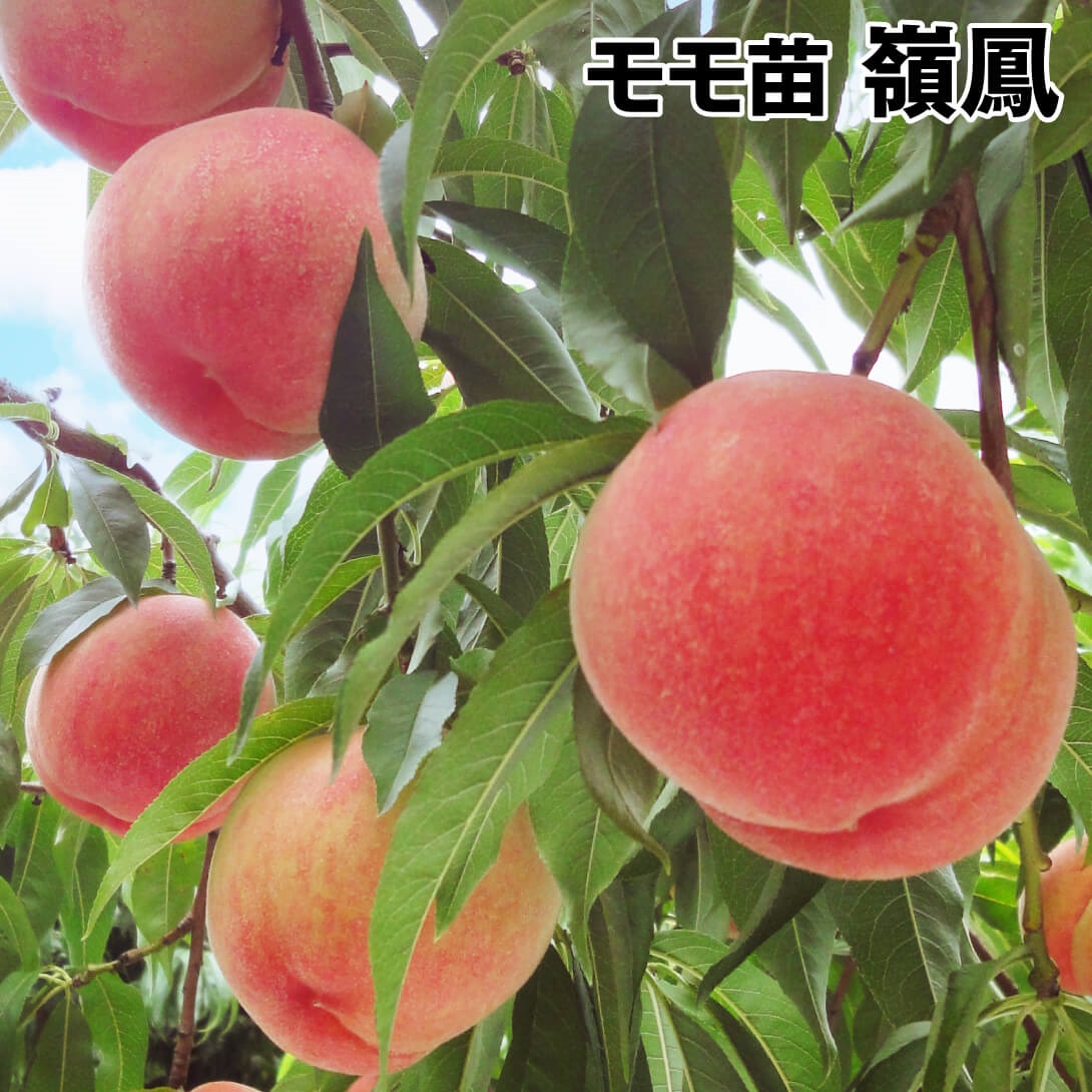 果樹苗 モモ 嶺鳳 1株