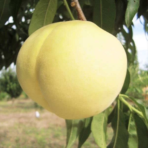 果樹苗 モモ 華清水 1株