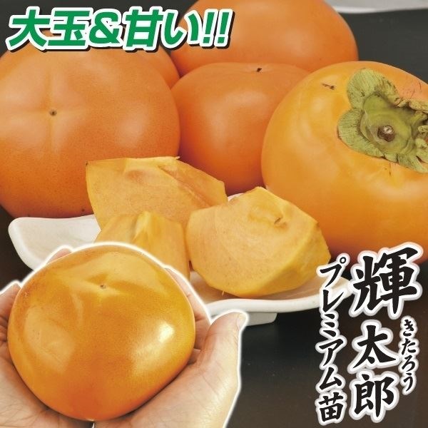 果樹苗 カキ 完全甘柿 輝太郎PVP プレミアム苗 1株