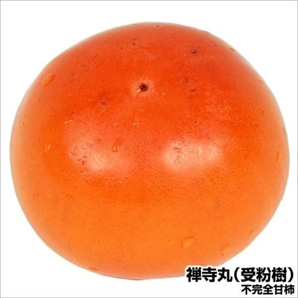 果樹苗 カキ 不完全甘柿 禅寺丸(受粉樹) 1株