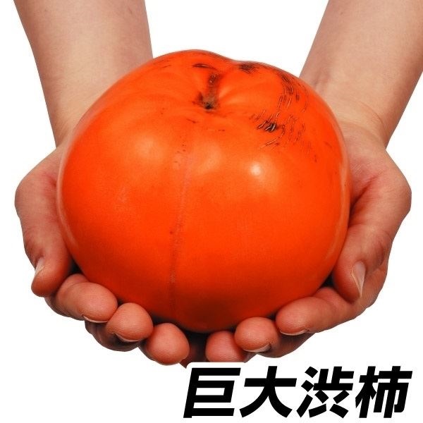 果樹苗 カキ 渋柿 太天PVP 1株