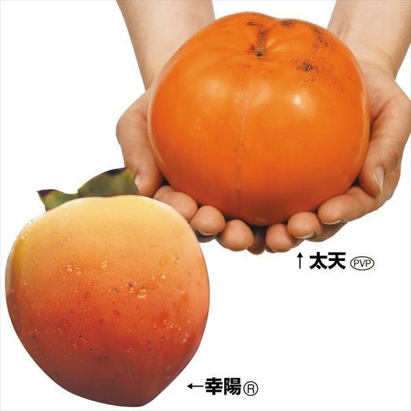 果樹苗 カキ 大玉渋柿セット 2種2株