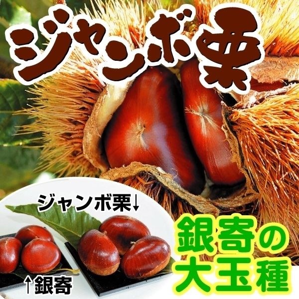 果樹苗 クリ ジャンボ栗