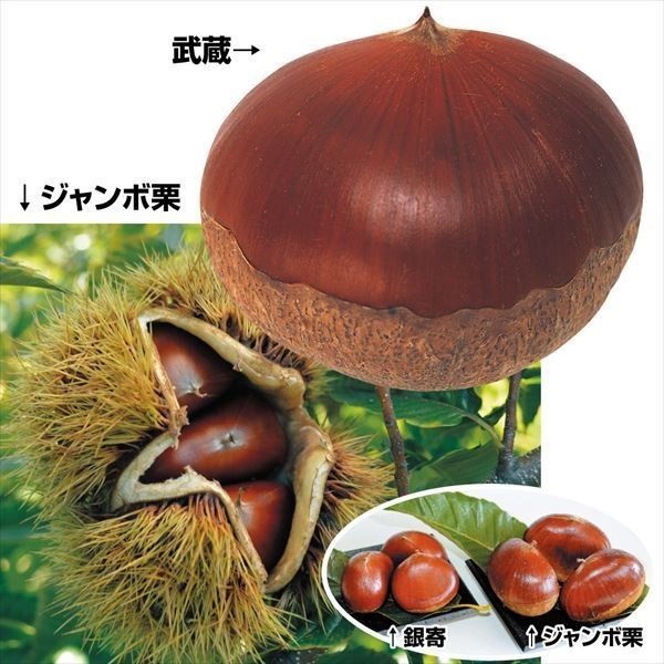 果樹苗 クリ 絶品大玉クリセット 2種2株