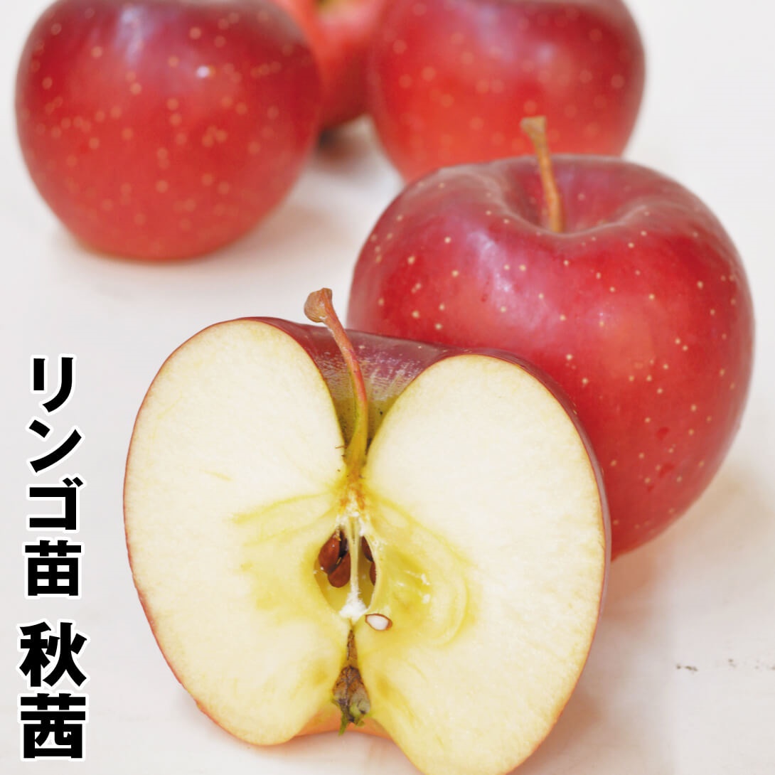 果樹苗 リンゴ 秋茜 1株