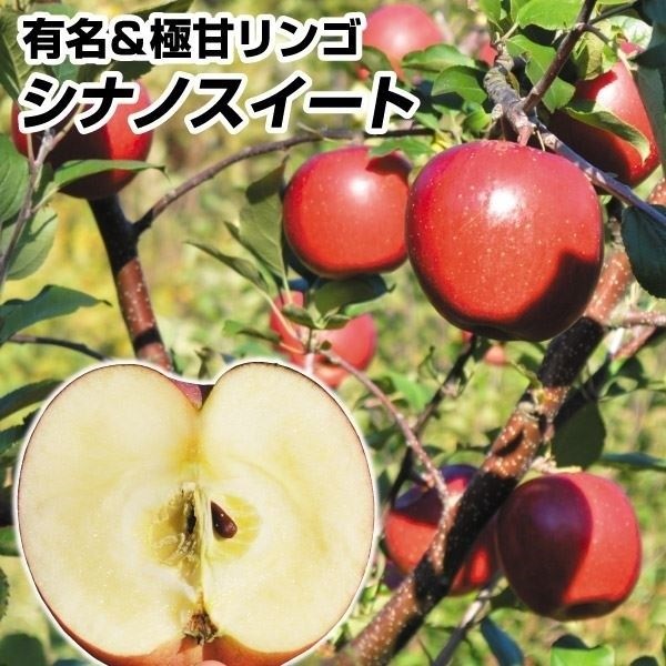 果樹苗 リンゴ シナノスイート 1株