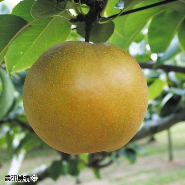 果樹苗 ナシ 甘太PVP 1株
