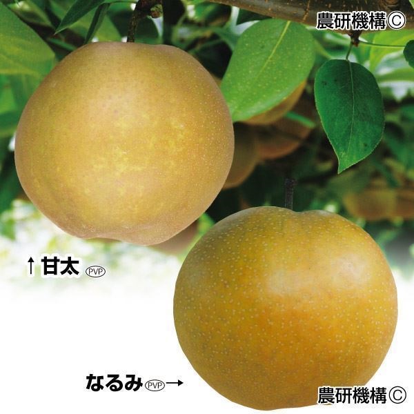 果樹苗 ナシ 美味ナシセット 2種2株