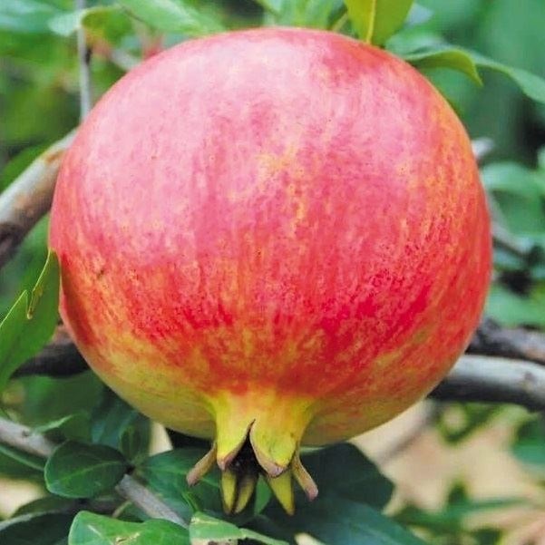 果樹苗 ザクロ 紅巨蜜