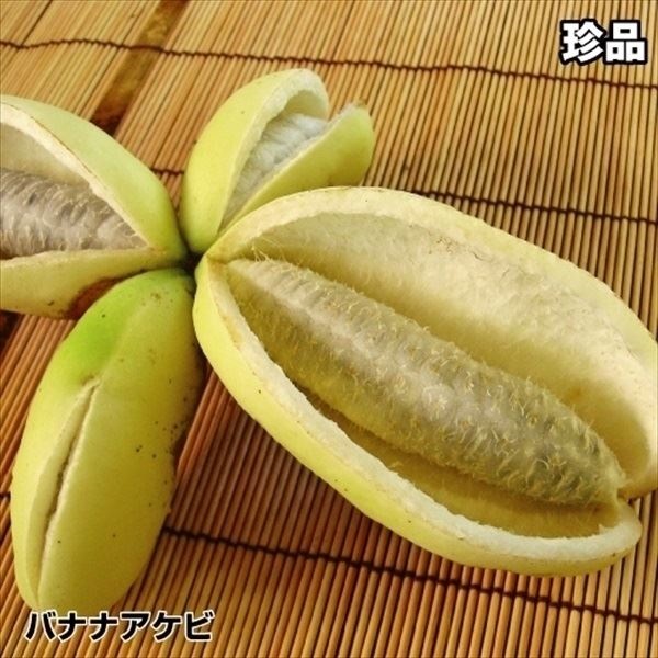 果樹苗 アケビ バナナアケビ 1株