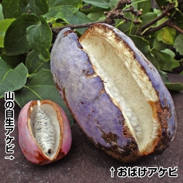 果樹苗 アケビ おばけアケビ 1株