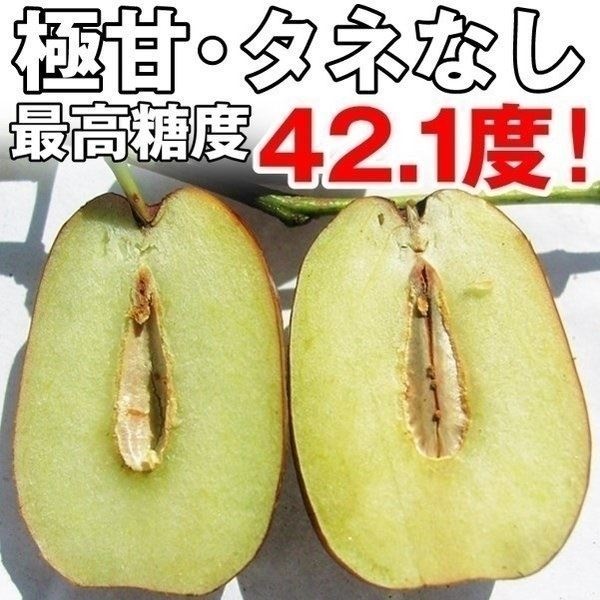 果樹苗 ナツメ 無核大金絲棗