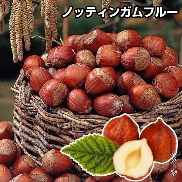 果樹苗 ヘーゼルナッツ ノッティンガムフルー 1株