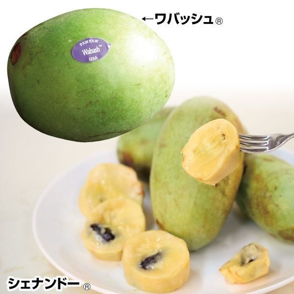 果樹苗 ポポー なめらか大玉ポポーセット 2種2株