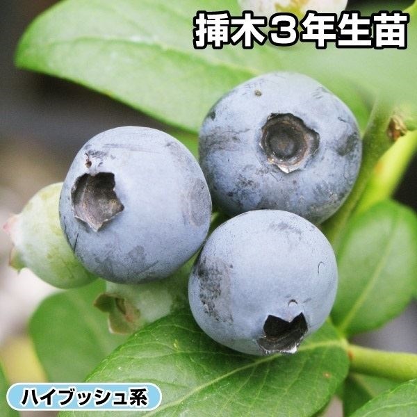 果樹苗 ハイブッシュ系 ブルーベリー コリンズ 挿木3年生苗 1株