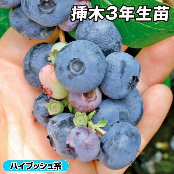 果樹苗 ハイブッシュ系 ブルーベリー パトリオット 挿木3年生苗 1株