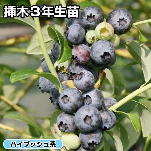 果樹苗 ハイブッシュ系 ブルーベリー コビル 挿木3年生苗 1株