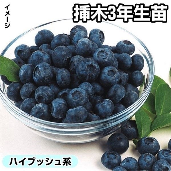 果樹苗 ハイブッシュ系 ブルーベリー ネルソン 挿木3年生苗 1株