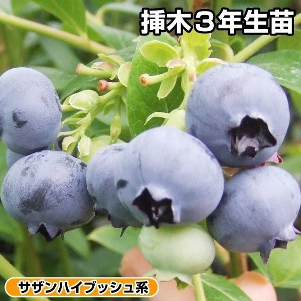 果樹苗 サザンハイブッシュ系 ブルーベリー ケープウェア 挿木3年生苗 1株