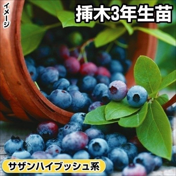 果樹苗 サザンハイブッシュ系 ブルーベリー アイブルー 挿木3年生苗 1株