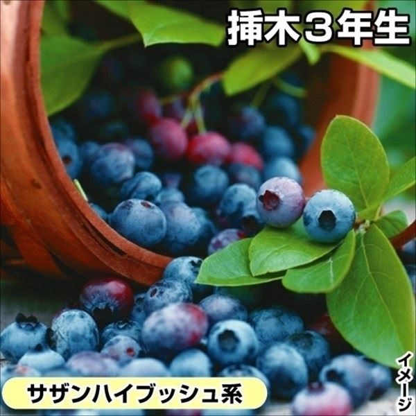 果樹苗 サザンハイブッシュ系 ブルーベリー サニーブルー 挿木3年生苗 1株