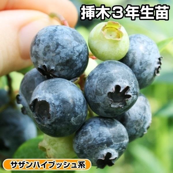 果樹苗 サザンハイブッシュ系 ブルーベリー ジョージアジェム 挿木3年生苗 1株