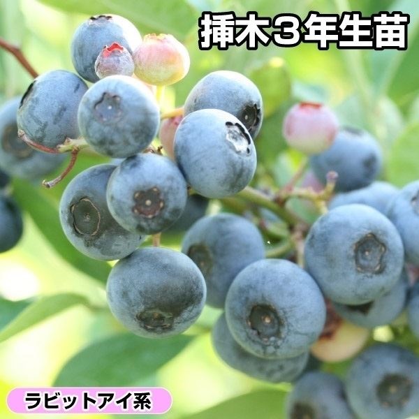 果樹苗 ラビットアイ系 ブルーベリー クライマックス 挿木3年生苗 1株