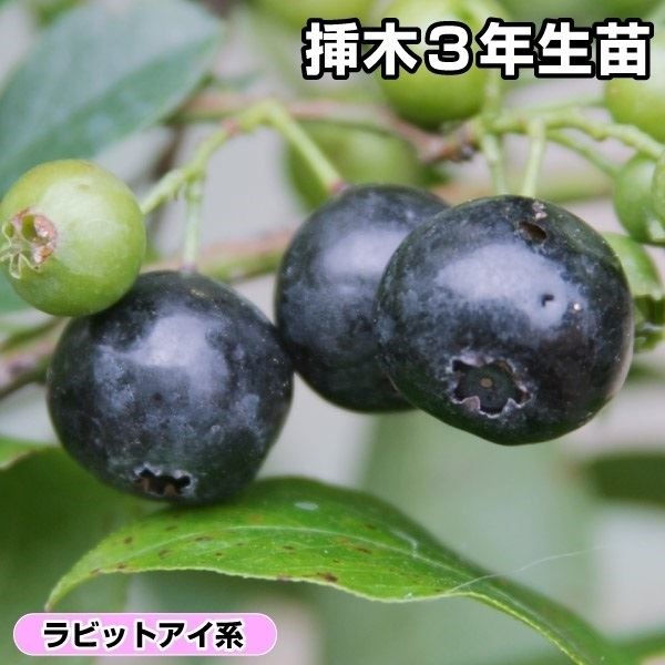 果樹苗 ラビットアイ系 ブルーベリー メンデイト 挿木3年生苗 1株