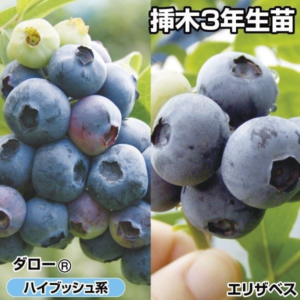 果樹苗 ブルーベリー 美味ハイブッシュ系挿木セット 2種2株