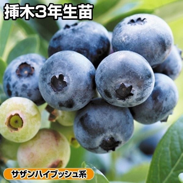 果樹苗 サザンハイブッシュ系ブルーベリー サンシャインブルー 挿木3年生苗 1株