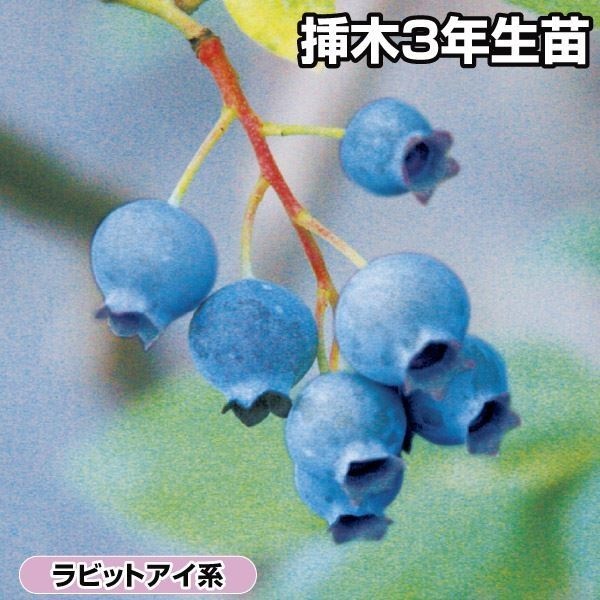 果樹苗 ラビットアイ系ブルーベリー コロンブス 挿木3年生苗 1株