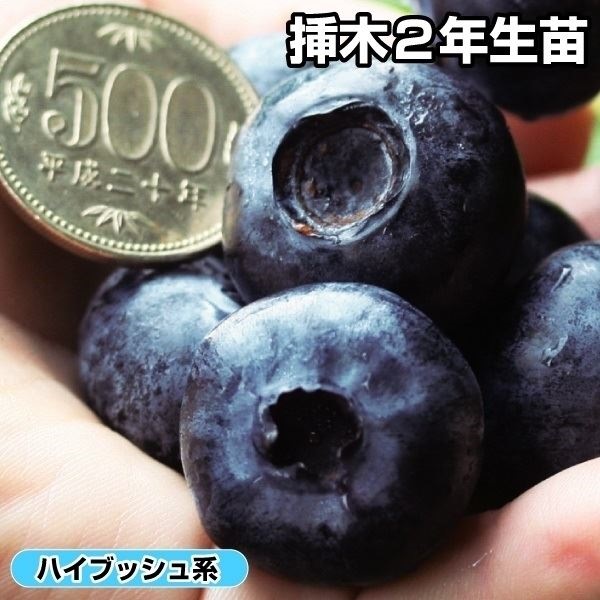 果樹苗 ブルーベリー ハイブッシュ系 チャンドラ 挿木2年生 1株