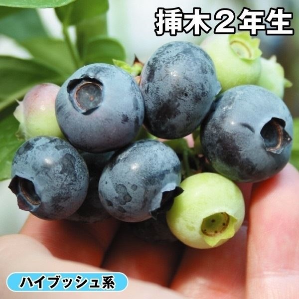 果樹苗 ブルーベリー ハイブッシュ系 スパルタンR 挿木2年生 1株